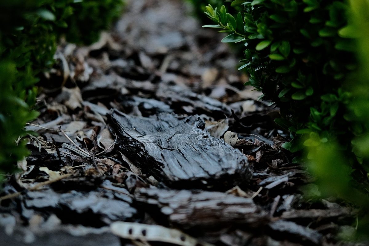 Bark mulch in a planting bed between shrubs