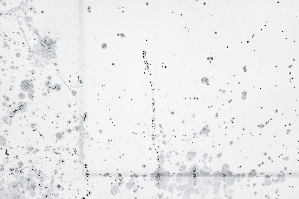 Dark mold spots spread across a white wall